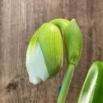 In Spike Paphiopedilum Pacific Shamrock '2014’ × Paph. Stone Lovely 'Clean Green' with New Growth (3.5” pot)