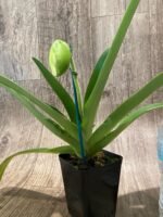 In Spike Paphiopedilum Sorcerer's Prime 'Giant Dorsal' × Paph. Hsinying Gold 'Sunshine Gold' (3.5” pot) - Image 2