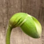 In Spike Paphiopedilum Smokestack Lightning 'Tall Yellow x Paph. Stone Lovely 'Green Angel' (3.5” pot)