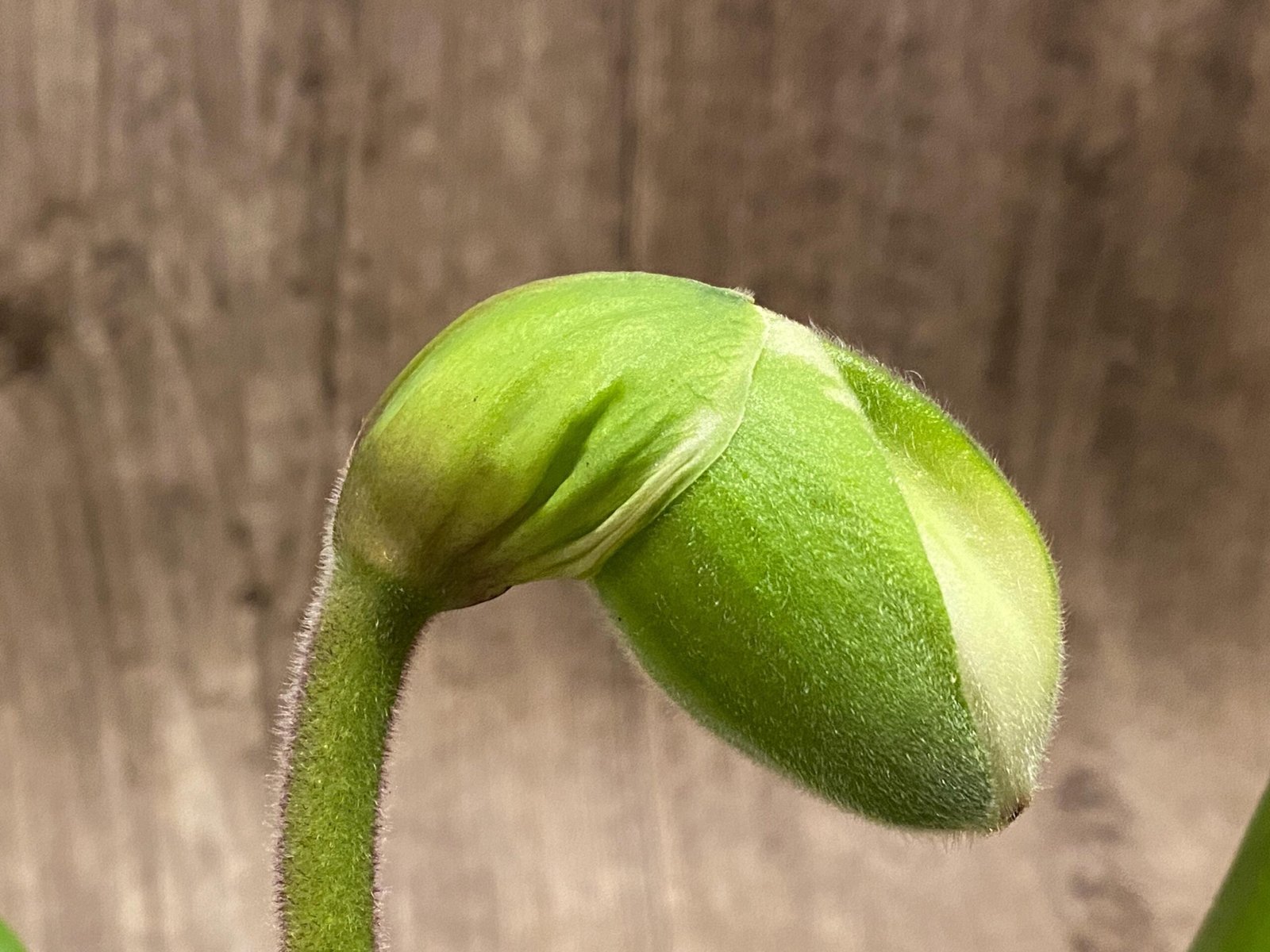 il_fullxfull.7397888984_71q2.jpg In Spike Paphiopedilum Smokestack Lightning 'Tall Yellow x Paph. Stone Lovely 'Green Angel' (3.5” pot) - Image 1