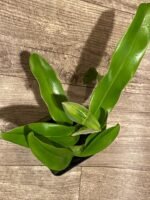 In Spike Paphiopedilum Sumiyoshi ‘Double Tree' x Paph. Stone Lovely 'Green Angel' (3.5” pot) - Image 6