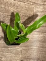 In Spike Paphiopedilum Sumiyoshi ‘Double Tree' x Paph. Stone Lovely 'Green Angel' (3.5” pot) - Image 5