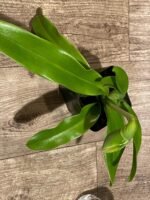 In Spike Paphiopedilum Sumiyoshi ‘Double Tree' x Paph. Stone Lovely 'Green Angel' (3.5” pot) - Image 7