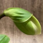 In Spike Paphiopedilum Crazy Star 'Giant' × Paph. (Emerald Lake x Emerald Stone) 'May Green’ (3.5” pot)