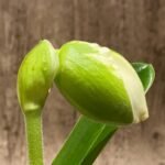 In Spike Paphiopedilum Giantstone 'Sweet Baby' x Paph. Stone Lovely 'Green Angel' (3.5” pot)