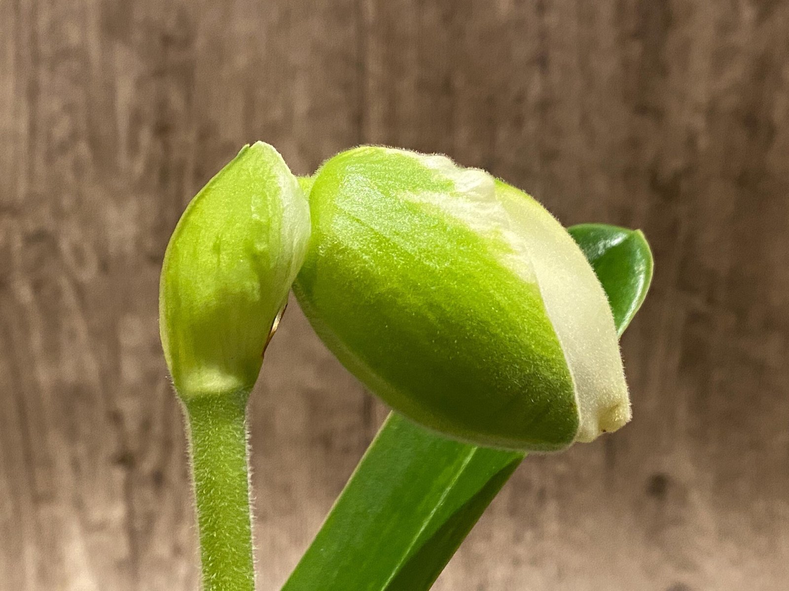 il_fullxfull.7398293284_5xy3.jpg In Spike Paphiopedilum Giantstone 'Sweet Baby' x Paph. Stone Lovely 'Green Angel' (3.5” pot) - Image 1