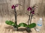 Double Spikes Phalaenopsis Lianher Cranberry (3.5" pot) - Image 6