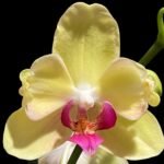 Double Spikes  Phalaenopsis  Dtps. Fuller’s Sunset ‘Peloric’ (4.5" pot)