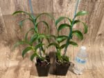 Dendrobium Jade Classic (3.5” pot) - Image 4