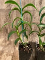 Dendrobium Jade Classic (3.5” pot) - Image 5