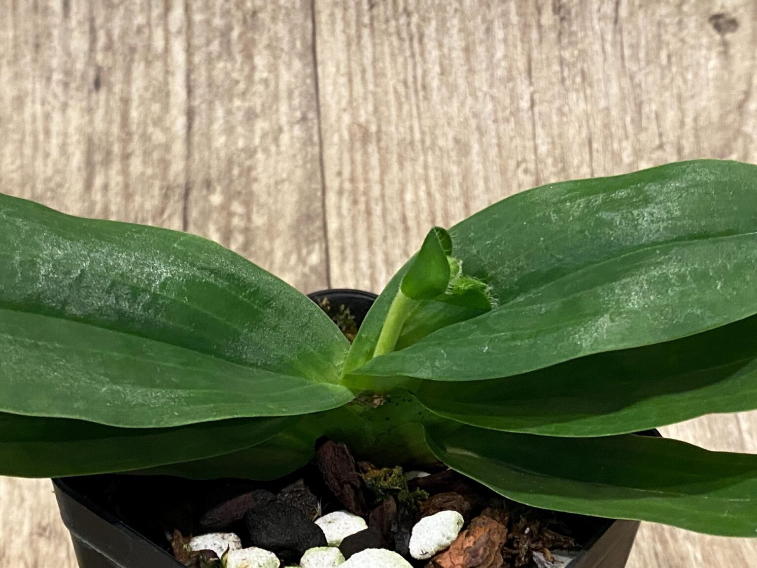 Primulinum In Spike Paphiopedilum primulinum album × sib Sequential Bloom (3.5 ...