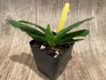 In Spike Paphiopedilum primulinum album × sib Sequential Blooming (3.5” pot) - Image 8