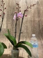 Double Spikes Phalaenopsis Nobby’s Pink Lady x Lucky Girl (3.5” Pot) - Image 7