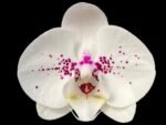 Double Spikes Phalaenopsis I-Hsin Seasame Milk (4.5" pot)