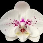 Double Spikes Phalaenopsis I-Hsin Seasame Milk (4.5" pot)