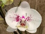 Double Spikes Phalaenopsis I-Hsin Seasame Milk (4.5" pot) - Image 3