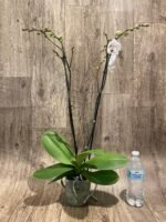 Double Spikes Phalaenopsis I-Hsin Seasame Milk (4.5" pot) - Image 7