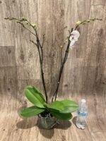Double Spikes Phalaenopsis I-Hsin Seasame Milk (4.5" pot) - Image 6