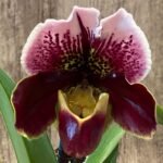 In Spike Paphiopedilum In-Charm Hamavin 'Fireball' x Paph. Christmas Robe 'Sexy‘ (3.5” pot)