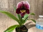 In Spike Paphiopedilum In-Charm Hamavin 'Fireball' x Paph. Christmas Robe 'Sexy‘ (3.5” pot) - Image 3