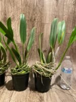 Rlc. Amazing Thailand #1 Blooming Size (5” pot) - Image 6