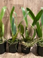 Rlc. Amazing Thailand #1 Blooming Size (5” pot) - Image 7