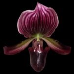 SALE In Spike Paph. (Magic Cherry × Voodoo Magic) x (Magic Cherry × Hsinying Rainbow) (2” pot) - Image 2
