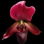 SALE In Spike Paph. (Magic Cherry × Voodoo Magic) x (Magic Cherry × Hsinying Rainbow) (2” pot)