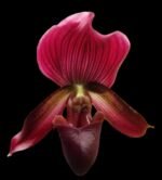 SALE In Spike Paph. (Magic Cherry × Voodoo Magic) x (Magic Cherry × Hsinying Rainbow) (2” pot)