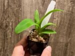 Dendrobium Ninja (2" pot) - Image 2