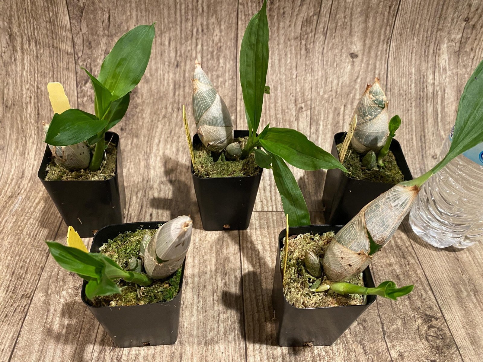 il_fullxfull.7412880140_k39s.jpg Catasetum Dark Odyssey 'Select A' x Catasetum Dorothy Wells 'Pink Polka' (2.25” Pot) - Image 1