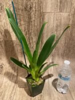 Paphiopedilum Quintal Wonder (dianthum alba x haynaldianum alba) (3.5” Pot) - Image 5