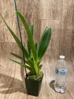 Paphiopedilum Quintal Wonder (dianthum alba x haynaldianum alba) (3.5” Pot) - Image 4