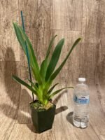 Paphiopedilum Quintal Wonder (dianthum alba x haynaldianum alba) (3.5” Pot) - Image 3