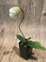 In Spike Paph. Angela (fairrieanum x niveum) (2” pot) - Image 4