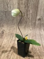 In Spike Paph. Angela (fairrieanum x niveum) (2” pot) - Image 5