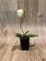 In Spike Paph. Angela (fairrieanum x niveum) (2” pot) - Image 6