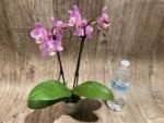 Double Spikes Phalaenopsis Peloric NOID’ (3.5” Pot) - Image 6