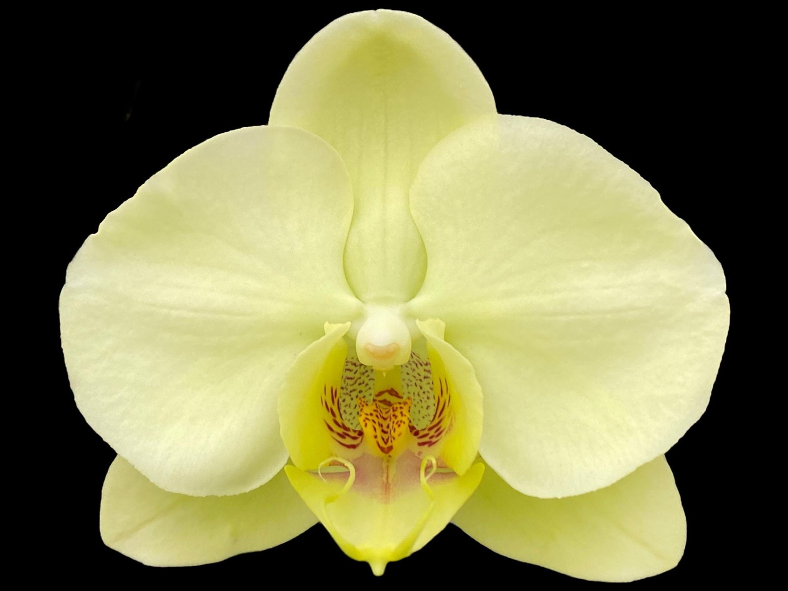 il_fullxfull.7417246382_mlap.jpg Double Spikes Phalaenopsis Golden Apollo (4.5" pot) - Image 1