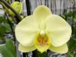 Double Spikes Phalaenopsis Golden Apollo (4.5" pot) - Image 3