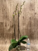 Double Spikes Phalaenopsis Golden Apollo (4.5" pot) - Image 7