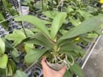 Mystery Phalaenopsis (4.5" pot) FREE SHIPPING - Image 2
