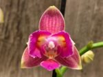 Double Spikes Phalaenopsis I-Hsin Golden Tangerine Ice ‘Peloric’ (3.5" pot) - Image 3
