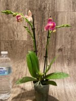 Double Spikes Phalaenopsis I-Hsin Golden Tangerine Ice ‘Peloric’ (3.5" pot) - Image 7