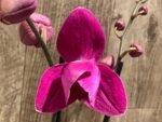 Double Spikes Phalaenopsis Dtps HGM-Gu Keng Ruby "Peloric" (4.5" pot) - Image 3