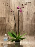 Double Spikes Phalaenopsis Dtps HGM-Gu Keng Ruby "Peloric" (4.5" pot) - Image 8