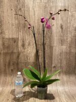 Double Spikes Phalaenopsis Dtps HGM-Gu Keng Ruby "Peloric" (4.5" pot) - Image 9