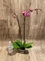 Double Spikes Phalaenopsis Dtps HGM-Gu Keng Ruby "Peloric" (4.5" pot) - Image 7