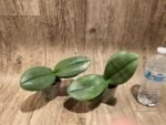 Phalaenopsis Pinlong Cheris (3” Pot) - Image 5