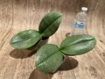 Phalaenopsis Pinlong Cheris (3” Pot) - Image 4